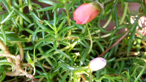 Όμορφο λουλούδι Moss rose — Αρχείο Βίντεο