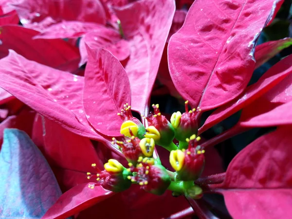 Hermosa flor de Navidad — Foto de Stock