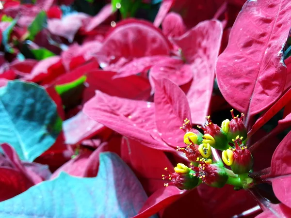 Schöne Weihnachtsblume — Stockfoto