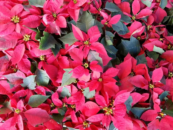 Boże Narodzenie piękny kwiat — Zdjęcie stockowe
