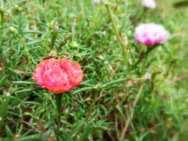 Hermosa flor —  Fotos de Stock