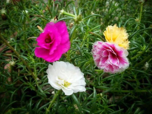 Bellissimo fiore — Foto Stock