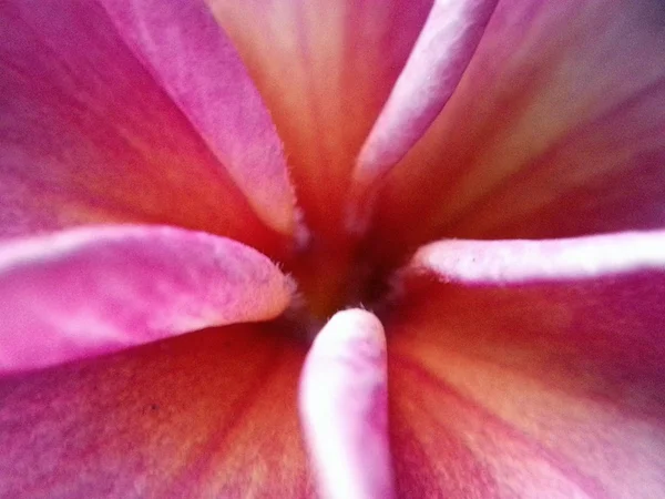 Piękny kwiat — Zdjęcie stockowe