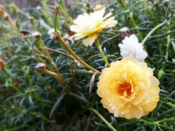 Belle fleur — Photo