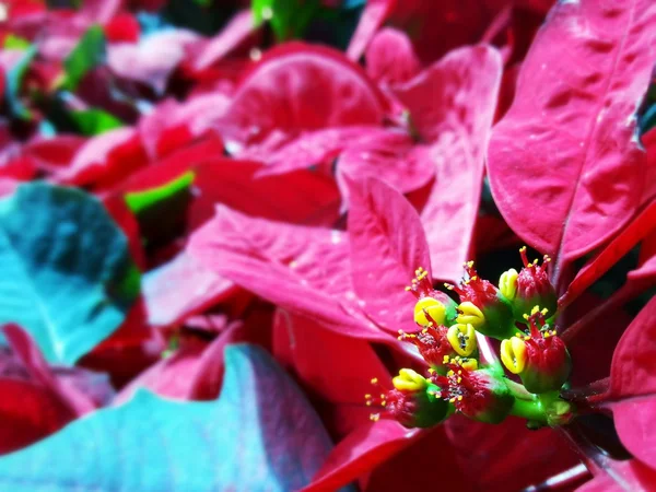 Hermosa flor de Navidad — Foto de Stock