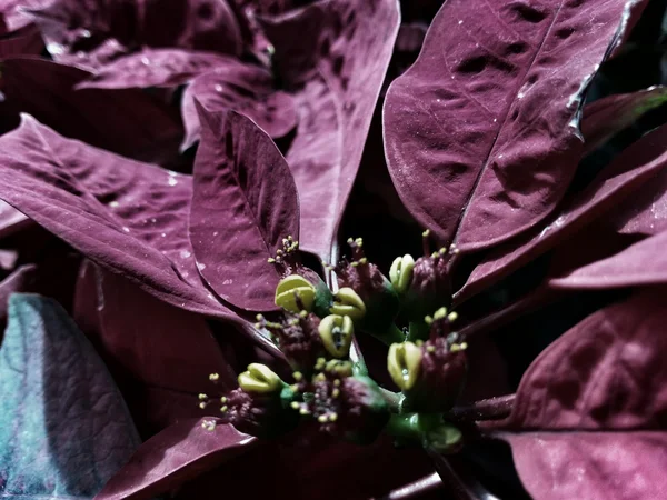 Szép karácsonyi virág — Stock Fotó