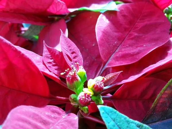 Hermosa flor de Navidad — Foto de Stock