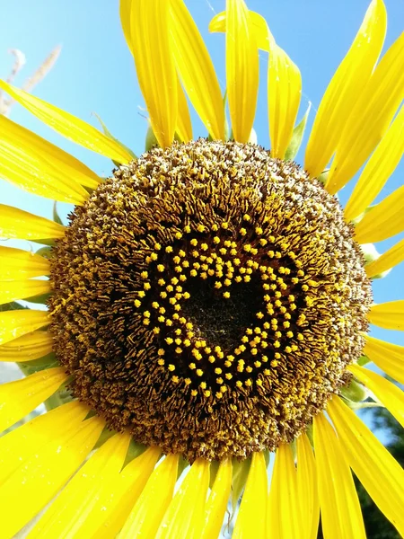 Mooie zonnebloem hart vorm — Stockfoto