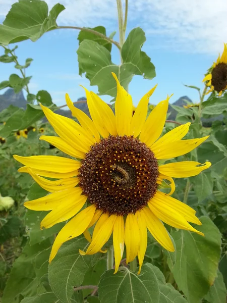 Frumos floarea-soarelui cu vierme — Fotografie, imagine de stoc