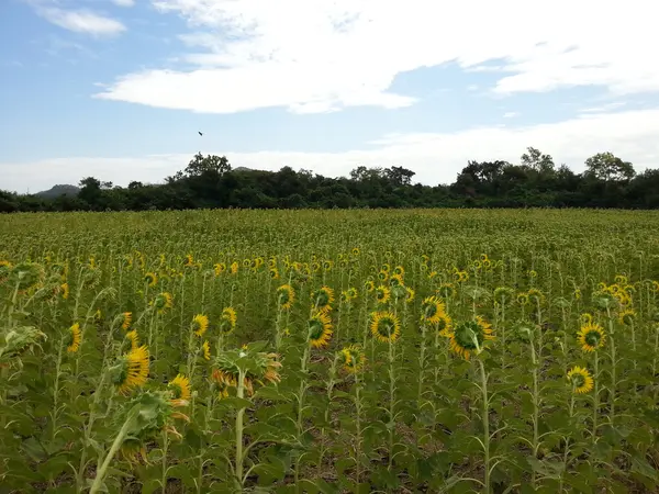 Beautiful sunflower field — Stock Photo, Image