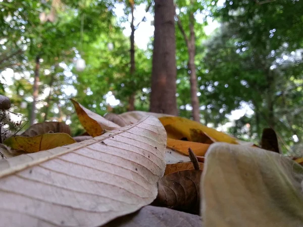 Trockene Blätter — Stockfoto