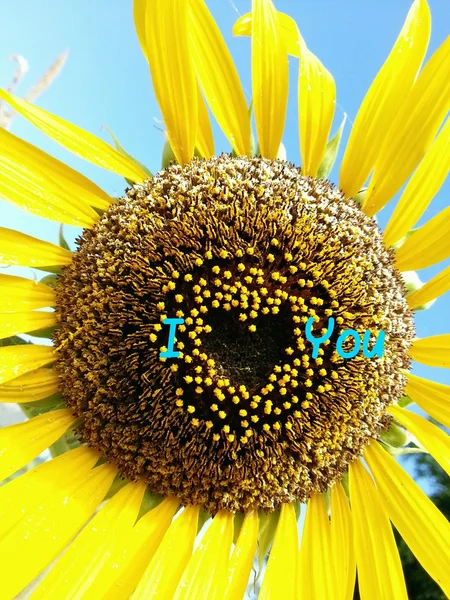 Mooie zonnebloem hart vorm ik hou van je — Stockfoto