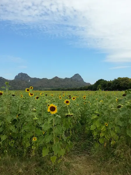 Beau champ de tournesol — Photo