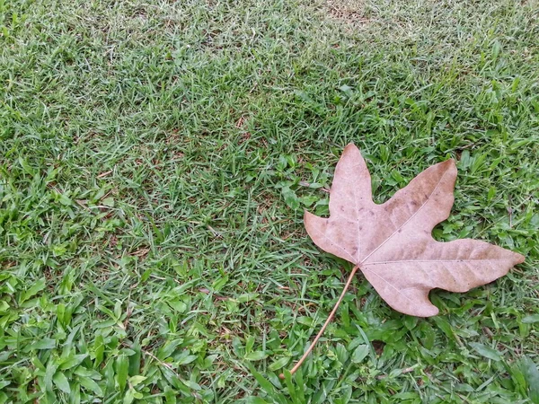 Dry Leave — Stock Photo, Image