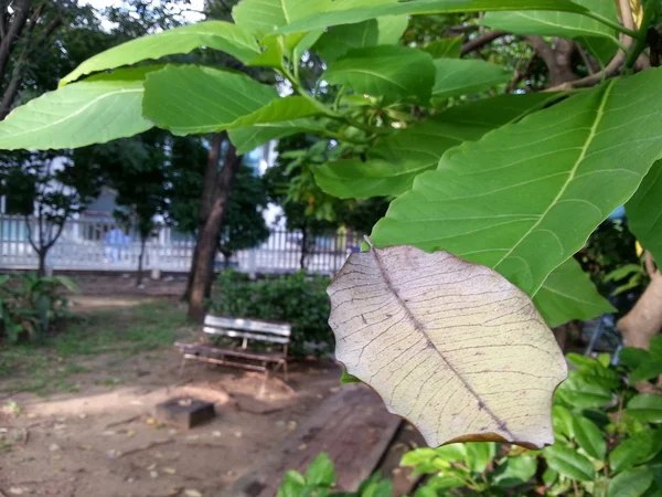 Dry Leave — Stock Photo, Image