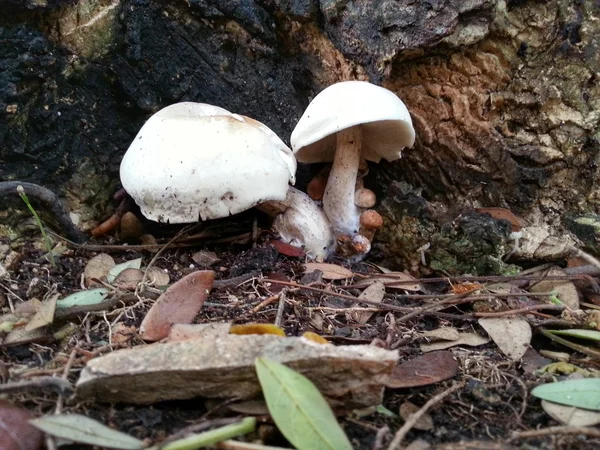 Красивый гриб — стоковое фото