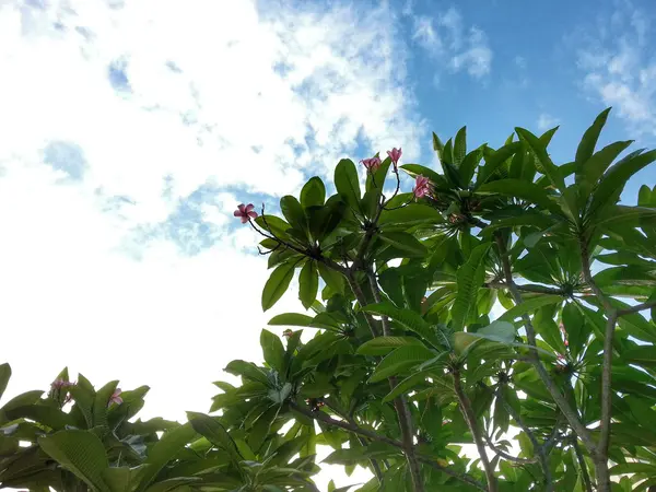 Beautiful Flower HDR Style — Stock Photo, Image