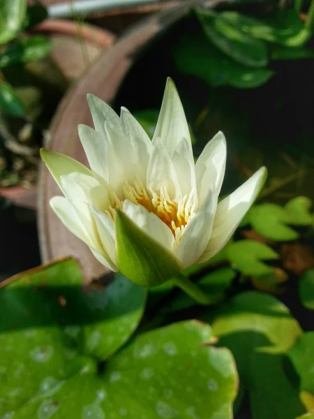 Flor de lótus — Fotografia de Stock