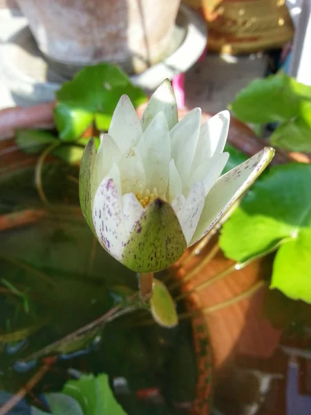 Flor de lótus — Fotografia de Stock