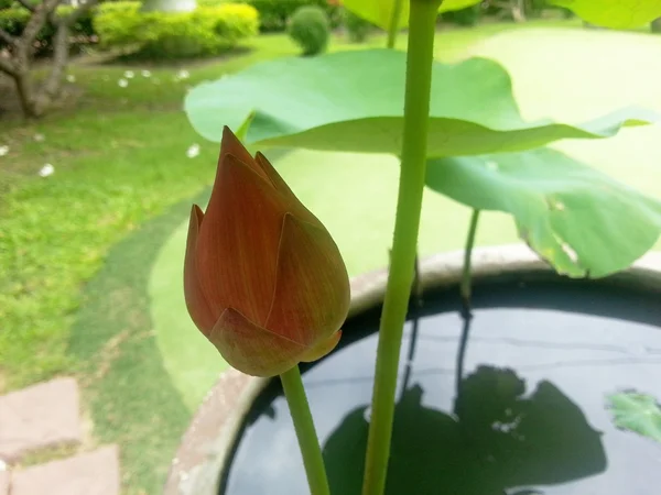 Flor de lótus — Fotografia de Stock