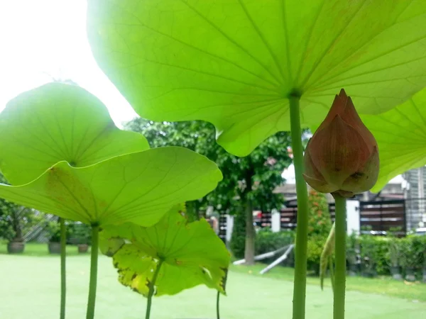 Flor de lótus — Fotografia de Stock