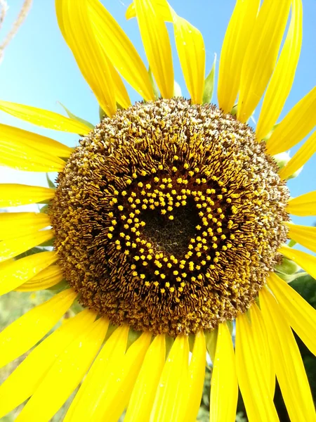 Mooie zonnebloem hart vorm — Stockfoto