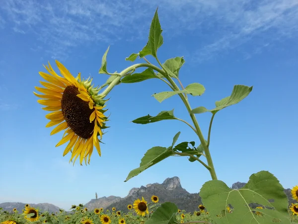 Hermoso girasol —  Fotos de Stock