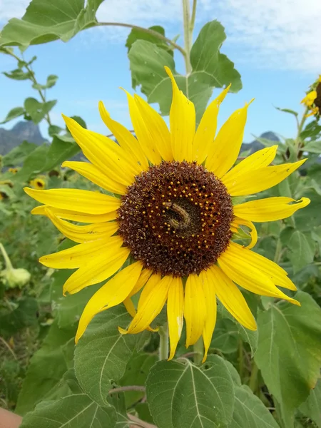 Beautiful sunflower with worm — Stock Photo, Image