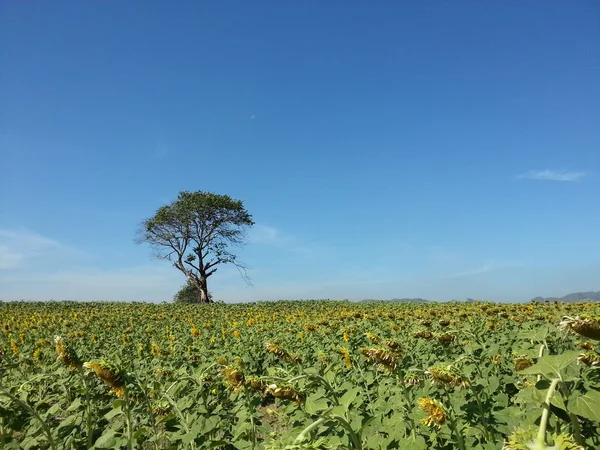 Beautiful sunflower field with big tree — Stock Photo, Image