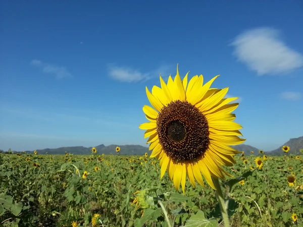 Beau champ de tournesol — Photo