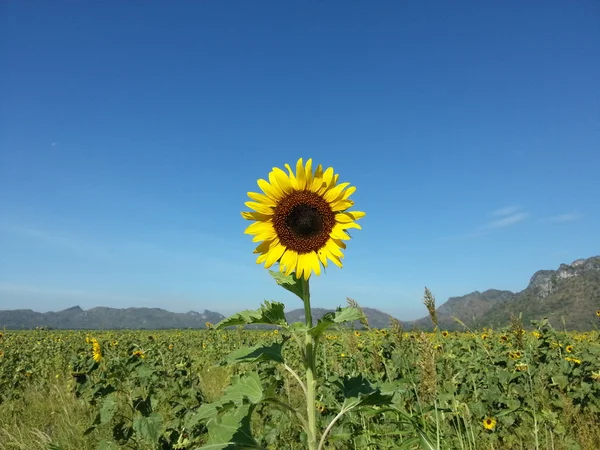 Beau champ de tournesol — Photo