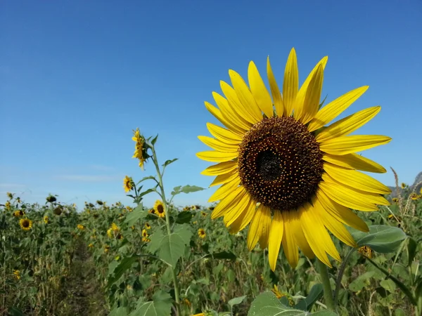 Красиві соняшникова поля — стокове фото