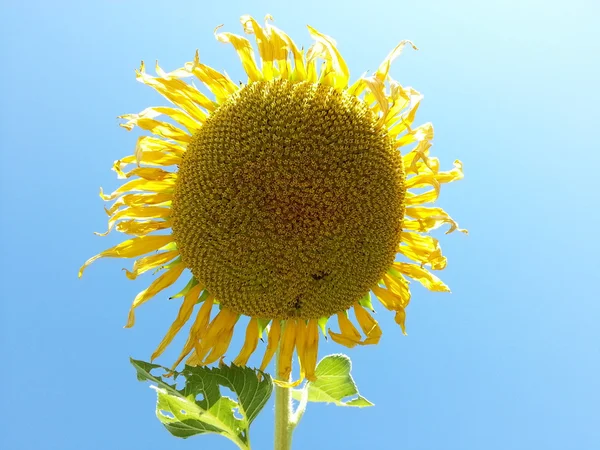 Mooie zonnebloem — Stockfoto