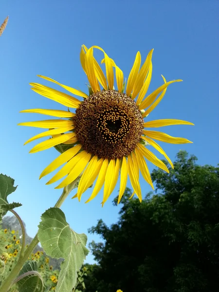 Beautiful sunflower heart shape — Stock Photo, Image