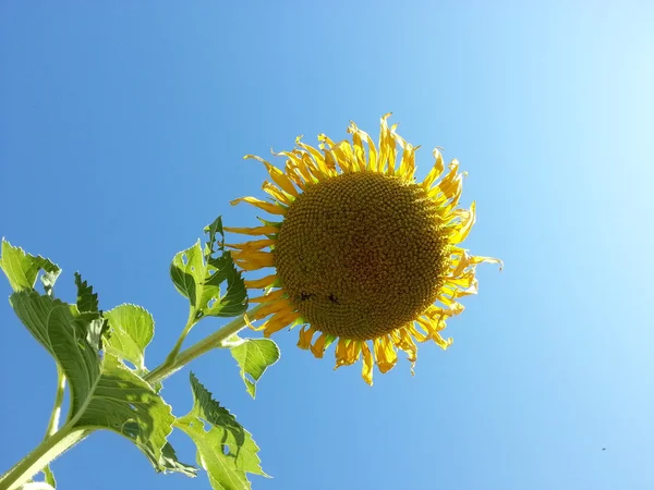 Mooie zonnebloem — Stockfoto