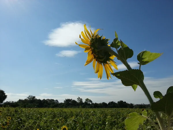 Beautiful sunflower field — Stock Photo, Image