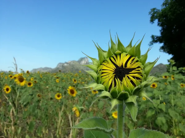 Frumoasă floarea-soarelui — Fotografie, imagine de stoc