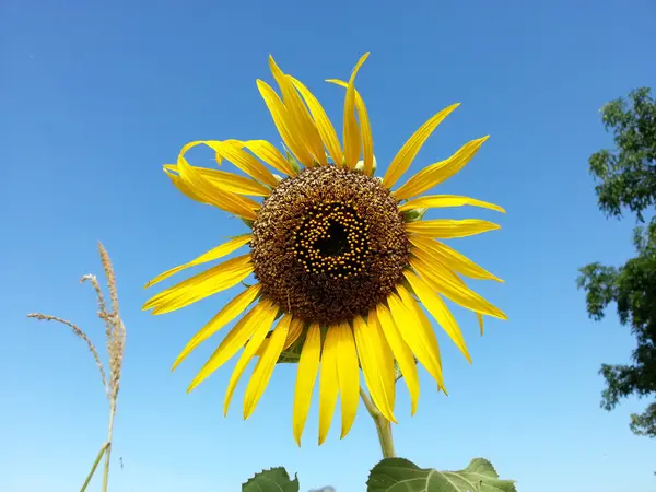 Schöne Sonnenblume Herzform — Stockfoto