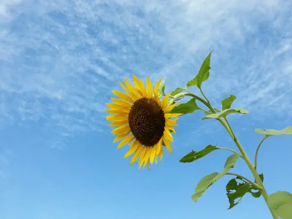 Hermoso girasol —  Fotos de Stock