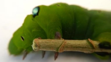 Güve larva