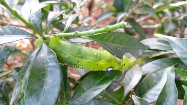 Moth larvae — Stock Video