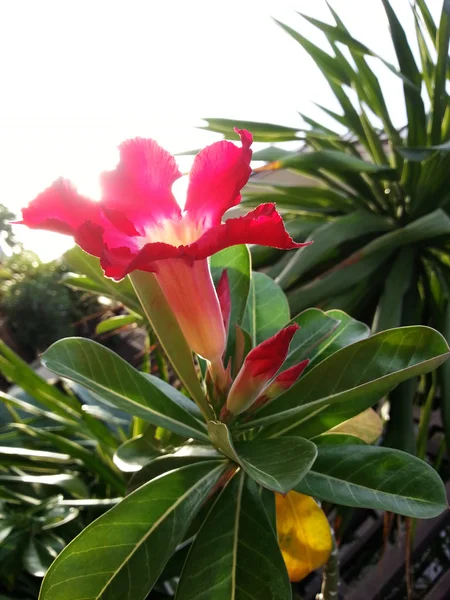 Beautiful Flower — Stock Photo, Image