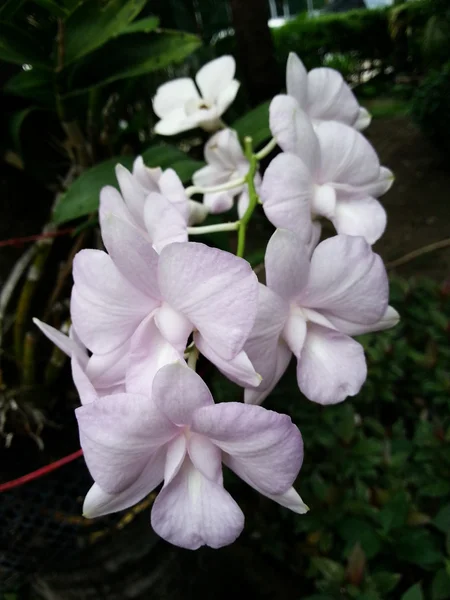 Hermosa flor —  Fotos de Stock