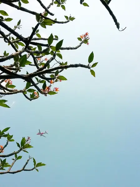 Bela flor — Fotografia de Stock