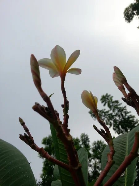 Hermosa flor — Foto de Stock