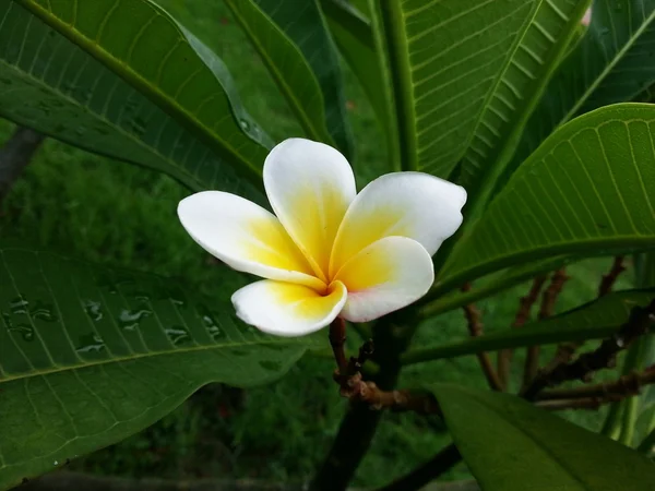 Hermosa flor —  Fotos de Stock