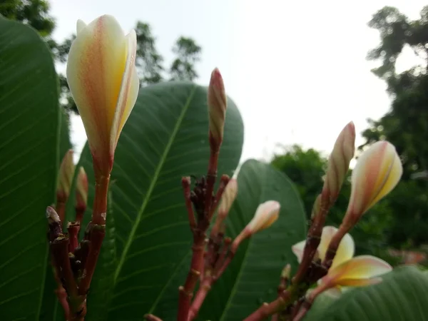 Hermosa flor —  Fotos de Stock