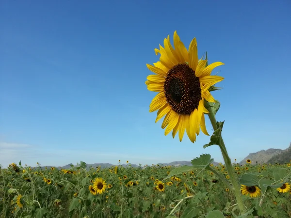 Frumoasă floarea-soarelui — Fotografie, imagine de stoc