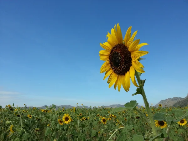 Красива соняшнику — стокове фото