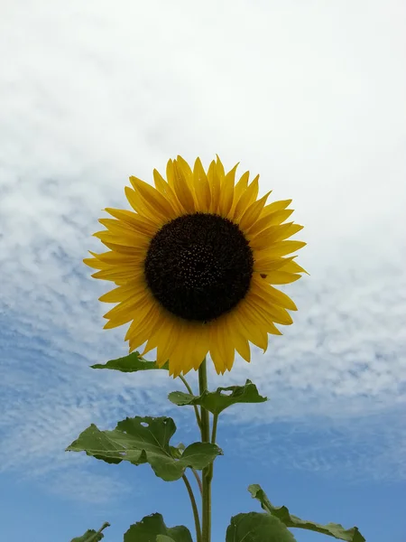 Красива соняшнику — стокове фото